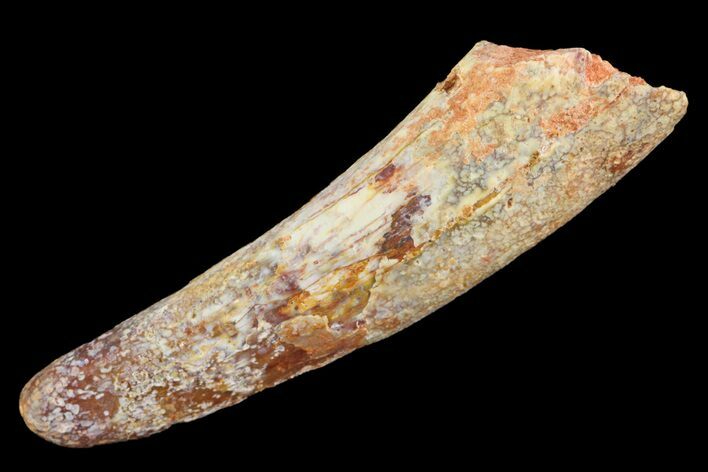 Fossil Pterosaur (Siroccopteryx) Tooth - Morocco #157131